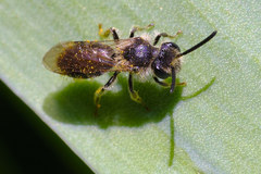 Andrena labiata