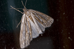 Ciampa arietaria