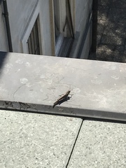 Anacridium aegyptium