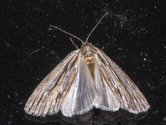 Ciampa arietaria