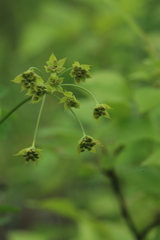 Bupleurum longiradiatum