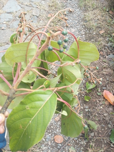 Persea caerulea, photograph 3