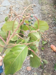 Persea caerulea, photograph author not stated, no rights reserved
