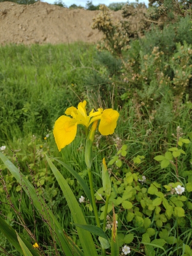 Yellow Iris