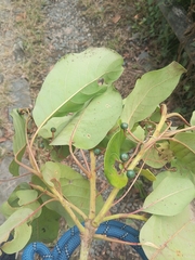 Persea caerulea, photograph author not stated, no rights reserved