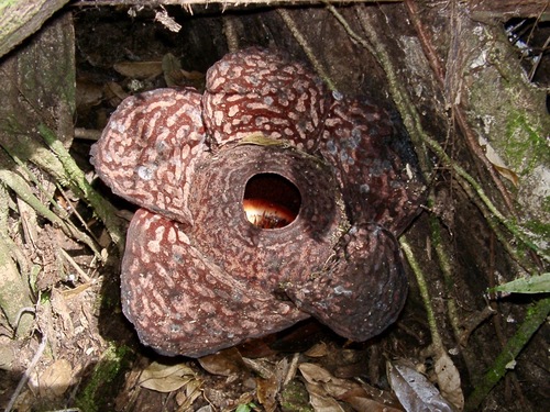 Rafflesia pricei (Rafflesia pricei)