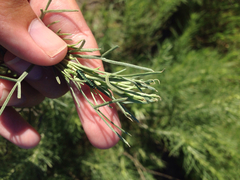 Trirhabda sericotrachyla