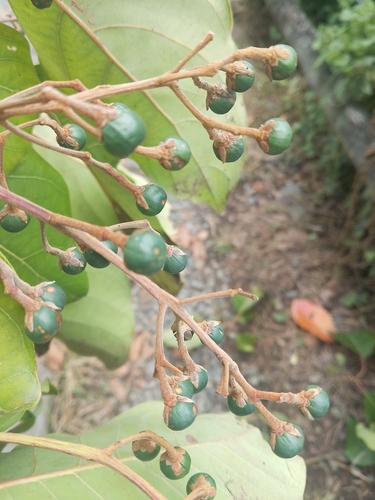 Persea caerulea, photograph 5