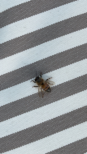 Western Honey Bee