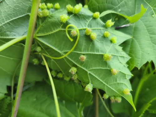 Grape Phylloxera