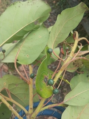 Persea caerulea, photograph author not stated, no rights reserved