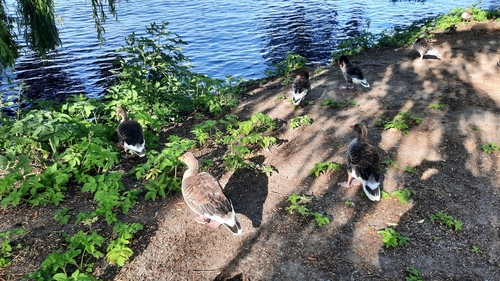 Greylag Goose