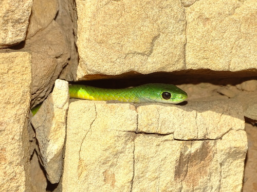 Western Natal Green Snake