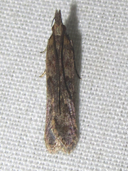 Dichomeris ligulella