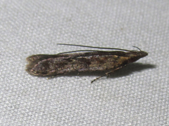 Dichomeris ligulella