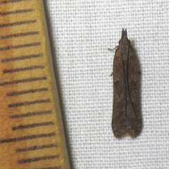 Dichomeris ligulella