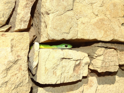 Western Natal Green Snake