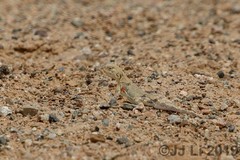 Phrynocephalus versicolor