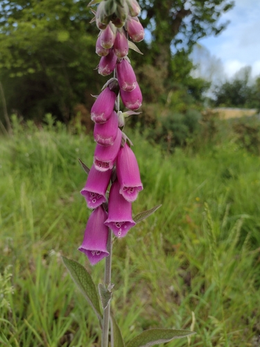purple foxglove