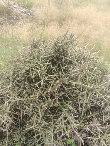simple-thorned greenthorn