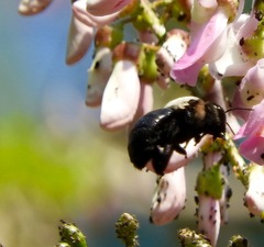Xylocopa phalothorax