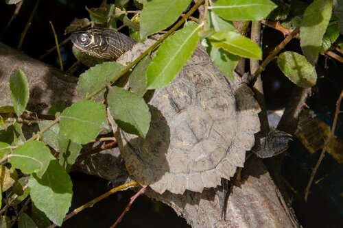 False Map Turtle