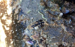 Acanthochitona