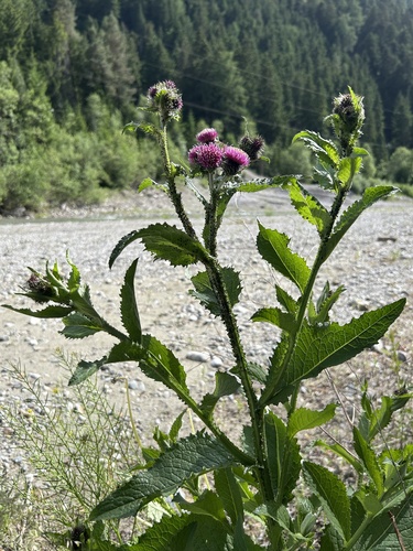 Great marsh thistle