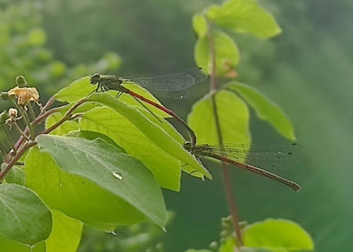 Large Red Damselfly