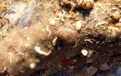 Botryllus