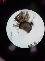 Cladostephus spongiosus