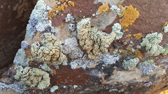 Protoparmeliopsis peltata