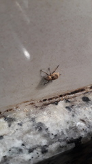 Pantomorus postfasciatus