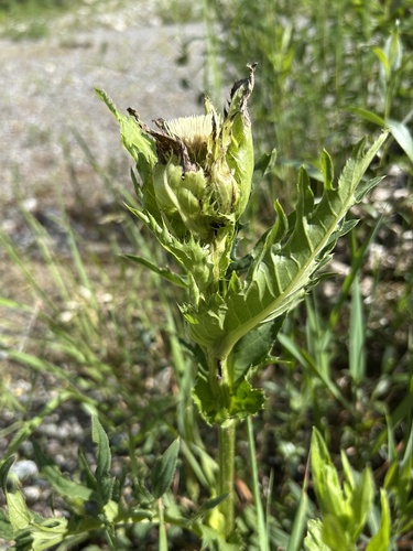 Cabbage Thistle
