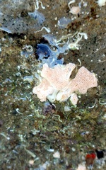 Botryllus