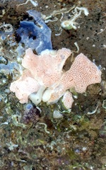 Botryllus