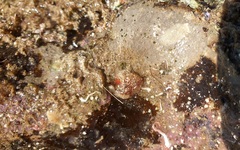 Metandrocarpa