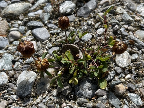 Brown Clover