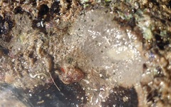 Metandrocarpa
