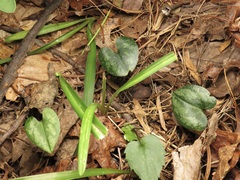 Asarum splendens, photograph (c) jonsense, some rights reserved (CC BY)