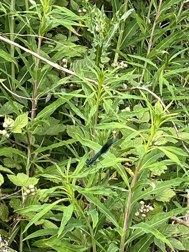 Banded Demoiselle