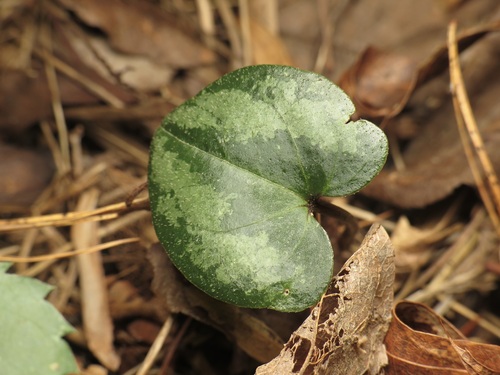 Asarum splendens, photograph 3