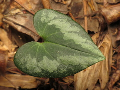 Asarum splendens, photograph (c) jonsense, some rights reserved (CC BY)