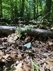 Asarum splendens, photograph (c) jonsense, some rights reserved (CC BY)
