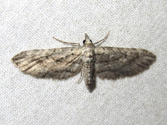 Eupithecia longidens
