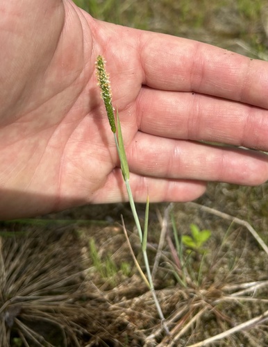short-awn foxtail