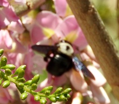 Xylocopa phalothorax
