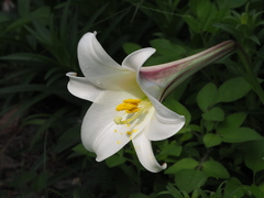 Lilium longiflorum