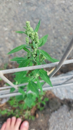 Common Lambsquarters