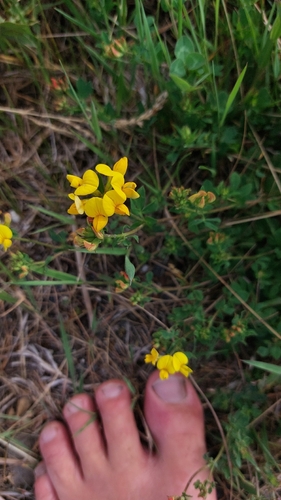 bird's-foot trefoil